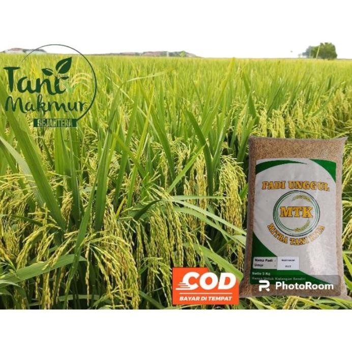 

Terlaris Ngaos Mawar Benih Padi Unggul 5Kg