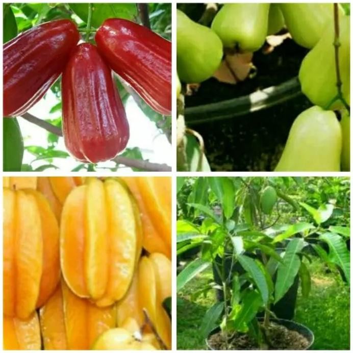 

Terlaris Paket 4 Bibit Jambu Citra, Madu Deli, Belimbing Dewi Dan Harum Manis
