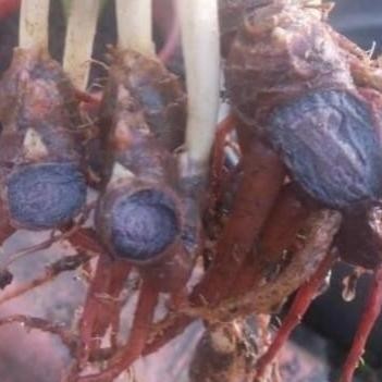 

Terlaris Kunyit Hitam Original 100Gr Bisa Untuk Bibit