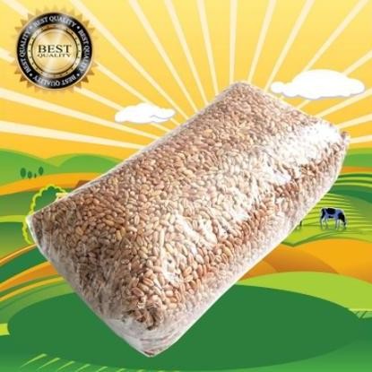 

Terlaris Benih Gandum 1 Kg / Benih Catgrass Rumput Kucing Wheatgrass Rumput Diet