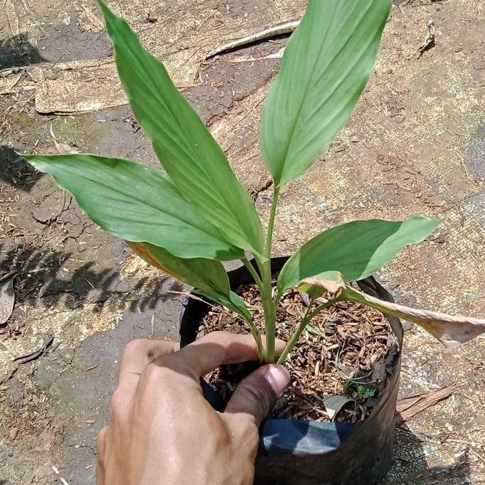 

Terlaris Tanaman Herbal Bibit Pohon Kunyit/Tanaman Kunyit/Bibit Pohon Kunyit