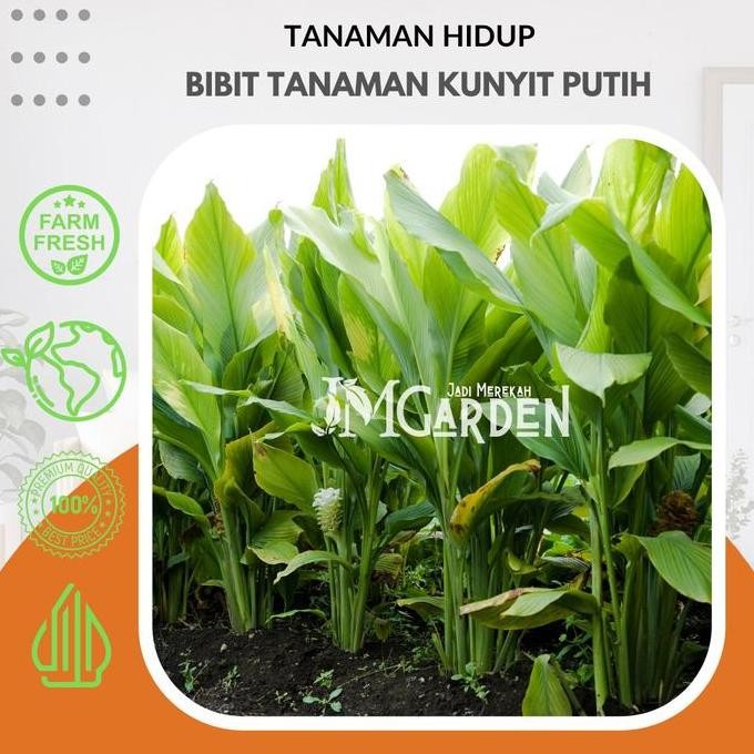 

Terlaris [Jm Garden] Bibit Kunyit Putih Kualitas Super Premium / Tanaman Herbal Kunyit Putih