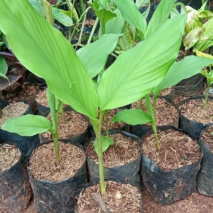 

Terlaris Bibit Tanaman Kunyit / Kunir Siap Tanam Tinggi 25-30 Cm