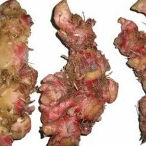 

Jahe Merah Medan Super 1 kg (sudah di cuci)