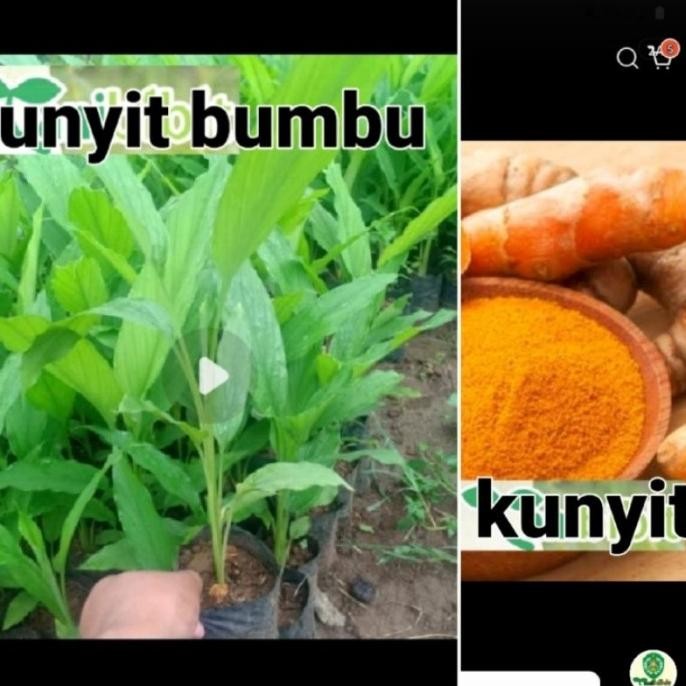 

Terlaris Bibit Kunyit Bumbu Tanaman Kunyit Herbal