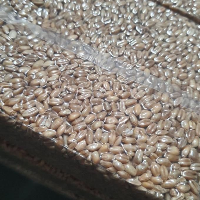 

Terlaris Goodseed - Biji Gandum (Benih Wheatgrass) Superfood Rumput Kucing 1 Kg Terlaris.