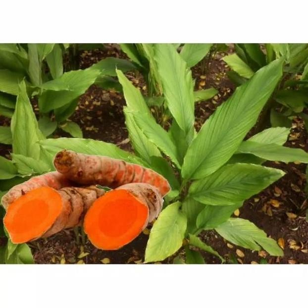 

Terlaris Bibit Tanaman Herbal Kunyit Kunir Kuning Pohon Obat