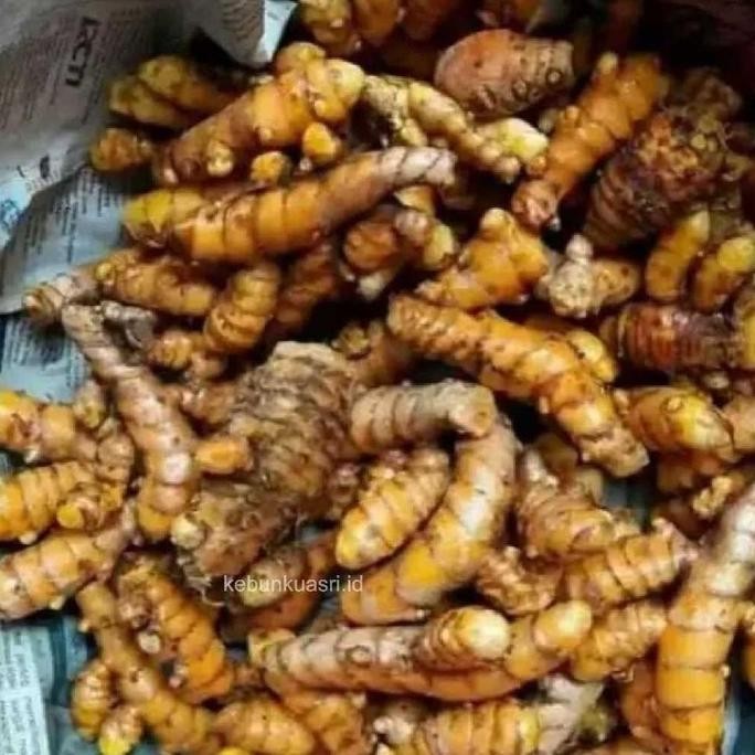 

Terlaris Bibit Kunyit Kunir Unggulan Siap Di Tanam