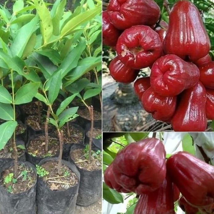 

Terlaris Bibit Jambu Citra Jumbo Benih Pohon Tanaman Buah Didalam Pottabulampot