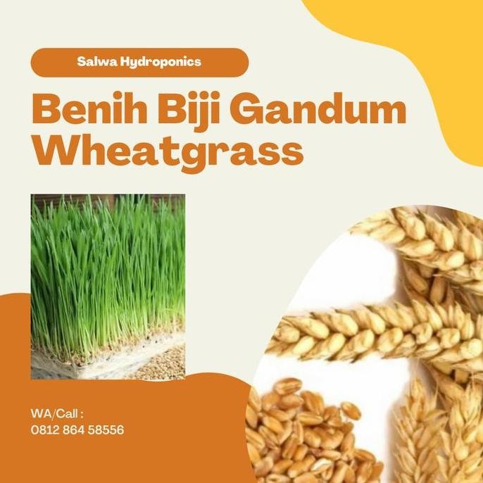 

Terlaris Benih Gandum Wheat Grass