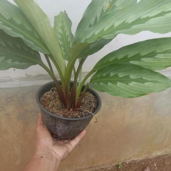 

Terlaris Bibit Kunyit Hitam/Temu Hitam 1 Batang Pertanaman