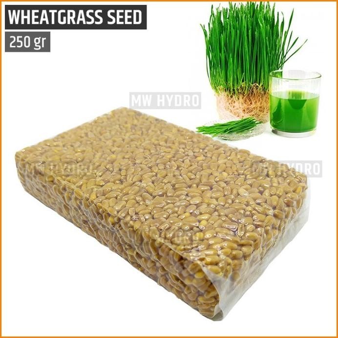 

Terlaris Benih Wheat Grass / Wheatgrass Seed / Biji Rumput Gandum - 250 Gram .