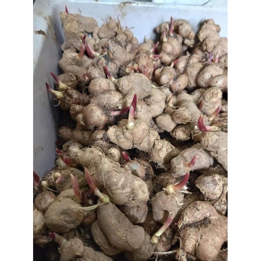 

Terlaris Bibit Kunyit Hitam Bertunas 1Kg