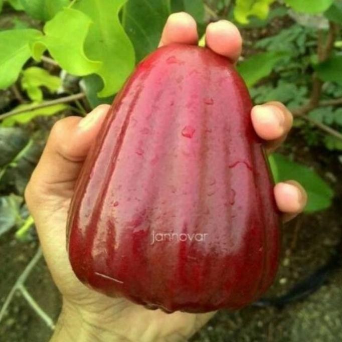 

Terlaris Bibit Jambu Dalhari Hasil Okulasi Super Manis Cocok Di Tanam Di Pot