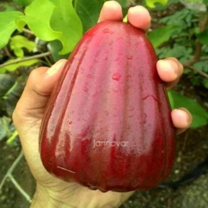 

Terlaris Bibit Jambu Dalhari Super