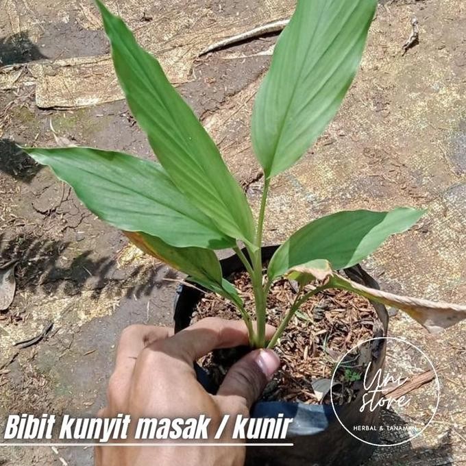 

Terlaris Bibit Tanaman Kunyit Masak Kunyit Bumbu / Kunir