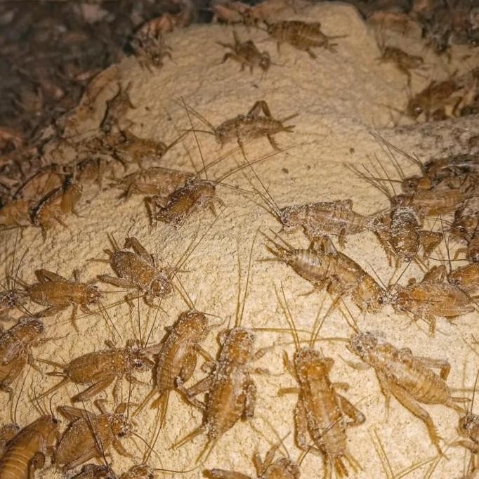 

Terlaris Telur/Bibit Jangkrik Madu Kunyit Kemasan 1000Gram