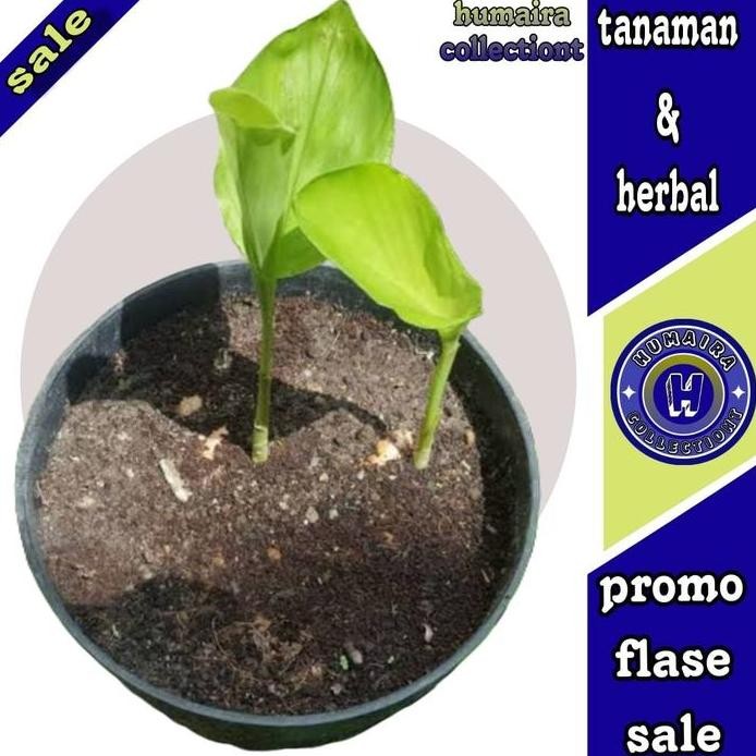 

Terlaris Bibit Temu Putih Kunyit Temu Putih Curcuma Zedoria Segar
