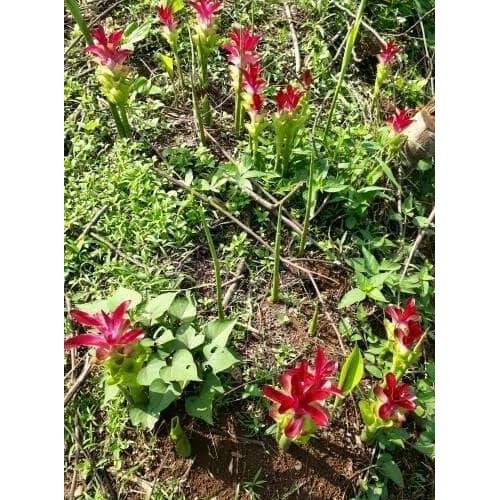 

Terlaris (Promo) Terlaris Bibit Kunyit Putih/Kunyit Putih (Fresh)