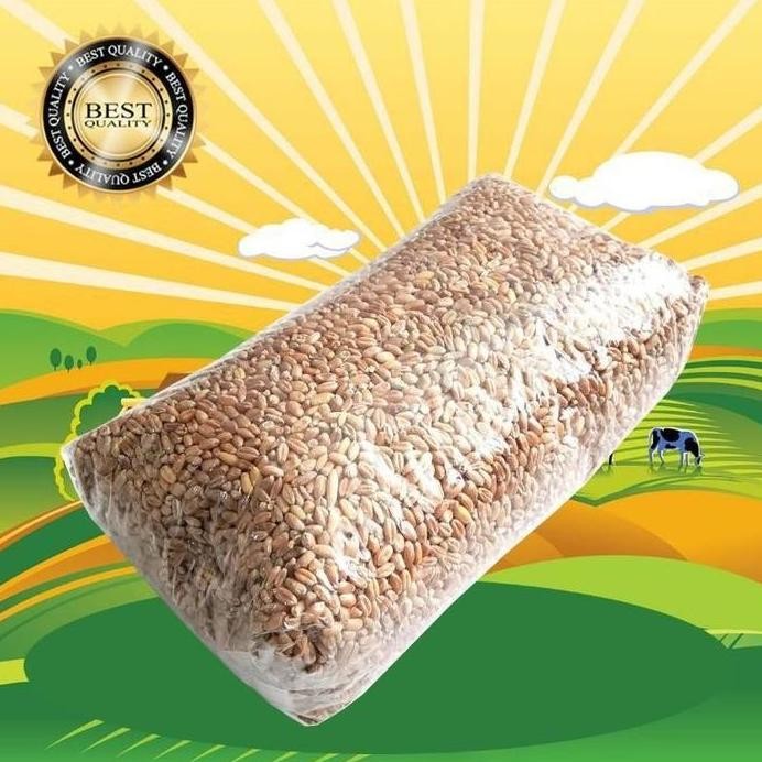 

Terlaris Terlaris.. Gandum 250 Gr - Biji Wheatgrass Benih Catgrass Rumput Kucing Makanan Kucing Rumput Diet