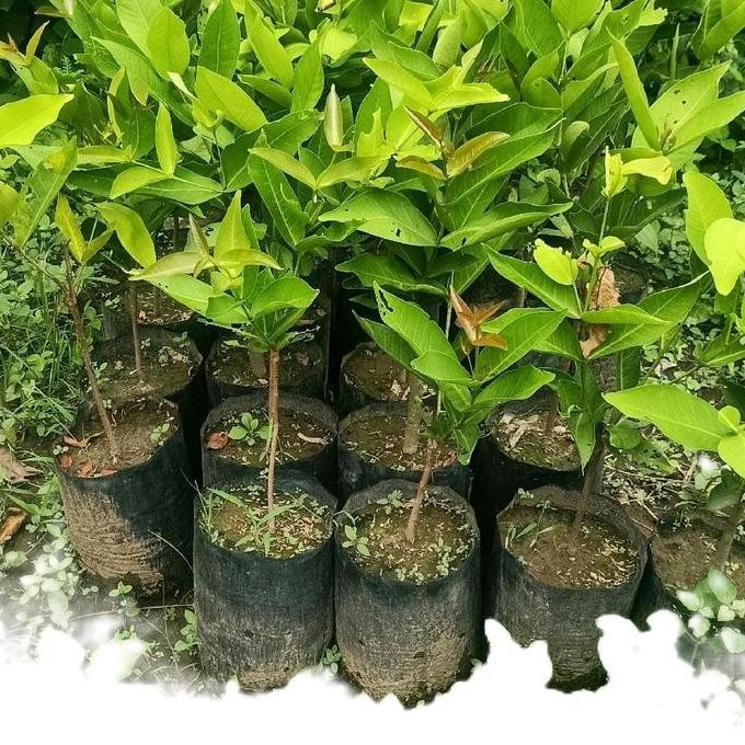 

Terlaris Benih Bibit Tanaman Jambu Citra Merah