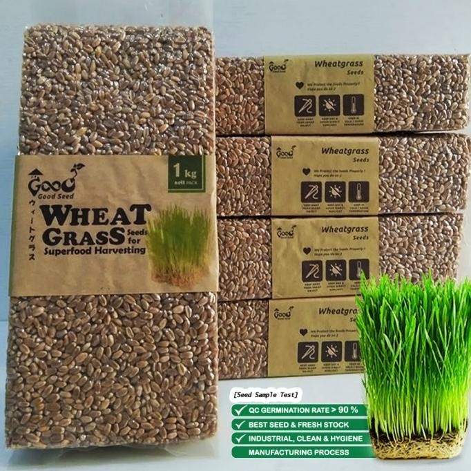 

Terlaris Benih Wheatgrass 1 Kg, Biji Rumput Gandum Kemasan Vakum Gardeningrat Neew