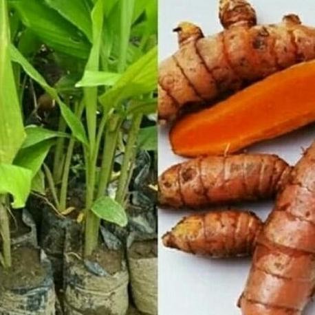 

Terlaris Bibit Kunyit Ori Herbal, Bumbu Dapur, Dan Msh Banyak Manfaat