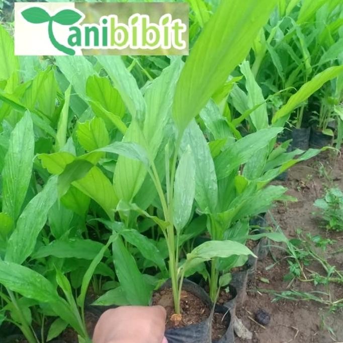 

Terlaris Bibit Pohon Kunyit Tanaman Herbal Dan Bumbu Masak Eeee