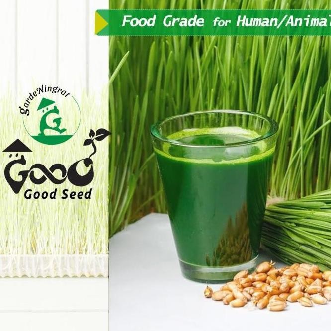 

Terlaris Fresh !!! Benih Wheatgrass 1 Kg, Biji Rumput Gandum Kemasan Vakum Gardeningrat Murah