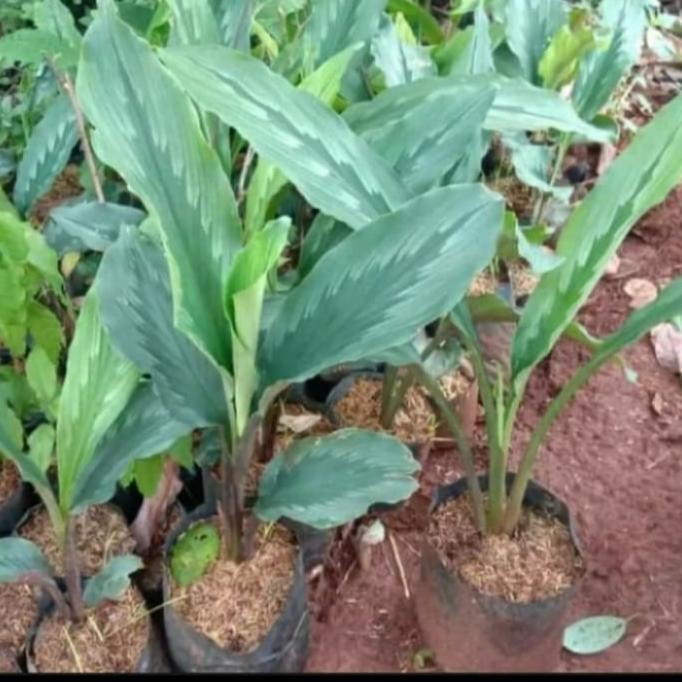 

Terlaris Bibit Tanaman Kunyit Putih/ Kunir Putih Herbal Bibit Tanaman Super Unggul Asli Original