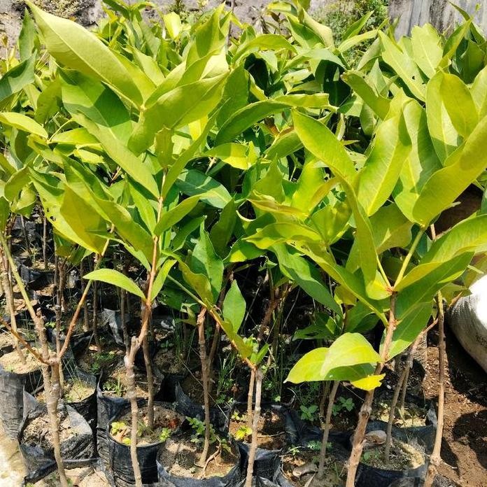 

Terlaris 3 Bibit Jambu Air - Paket 3 Dalhari, Kingros, Kristal Pohon Bibit Tanaman