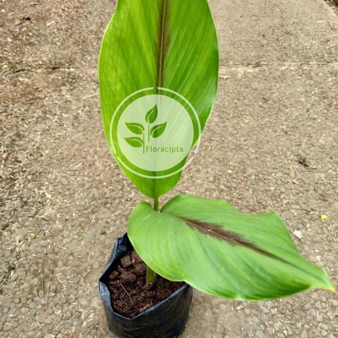 

Terlaris Bibit Tanaman Temu Putih - Kunyit Putih (Obat Herbal)