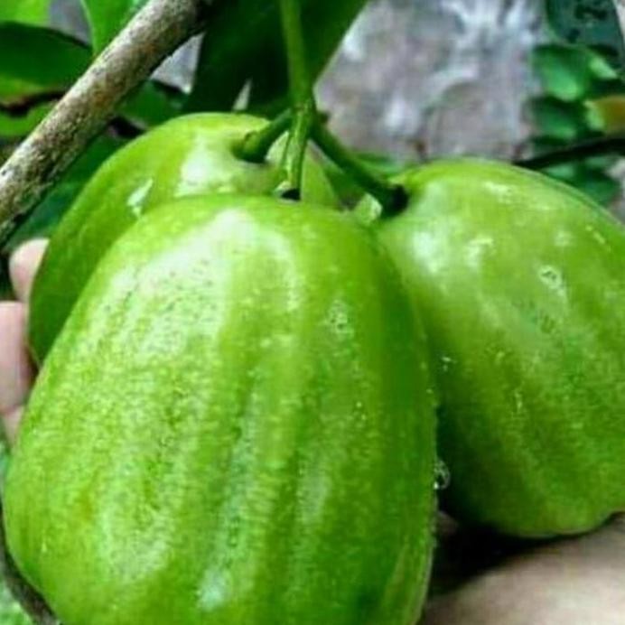 

Terlaris Bibit Jambu Air Kiojok Super