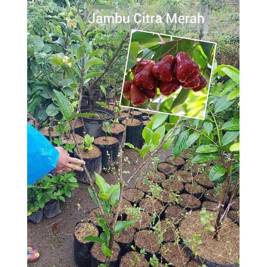 

Terlaris Bibit Jambu Air Citra Super Manis Bisa Berbuah Dalam Pot