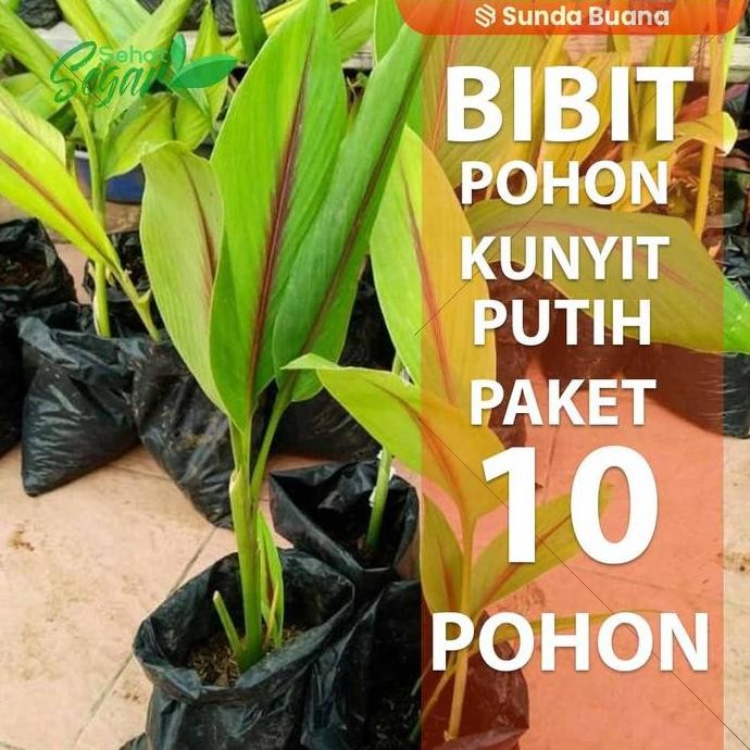 

Terlaris Bibit Pohon Temu Putih / Kunyit Putih Isi 10 Bibit Berakar