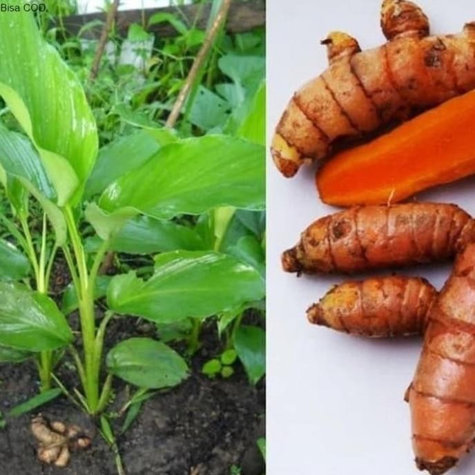 

Terlaris Pohon Kunyit Kuning Bibit Tanaman Pohon Kunyit