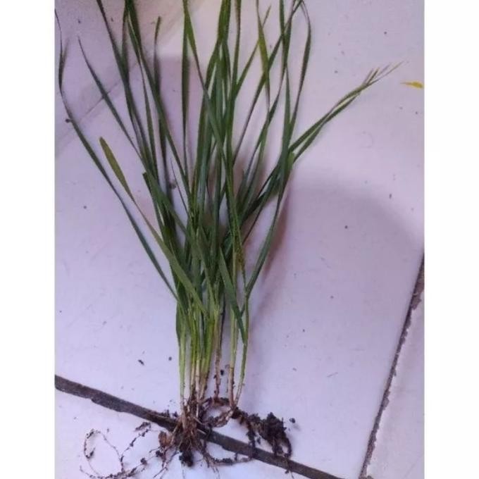 

Terlaris Biji Gandum Benih Rumput Gandum Utuh Kemasan 5 Kg Pawbte 3574Em
