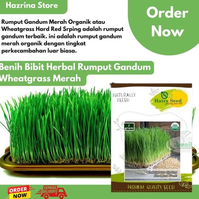 

Terlaris Benih-Bibit Rumput Gandum Wheatgrass Merah Organik Haira Seed