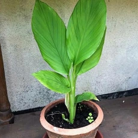

Terlaris New Bibit Tanaman Herbal Pohon Kunyit - Tanaman Kunyit Sayur