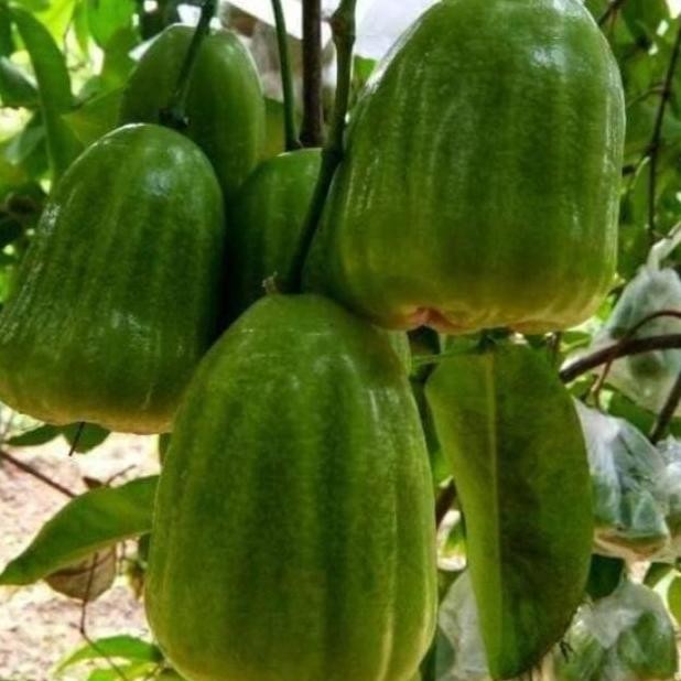 

Terlaris Bibit Tanaman Buah Jambu Air Kiojok Hsl Okulasi Cpt Berbuah.