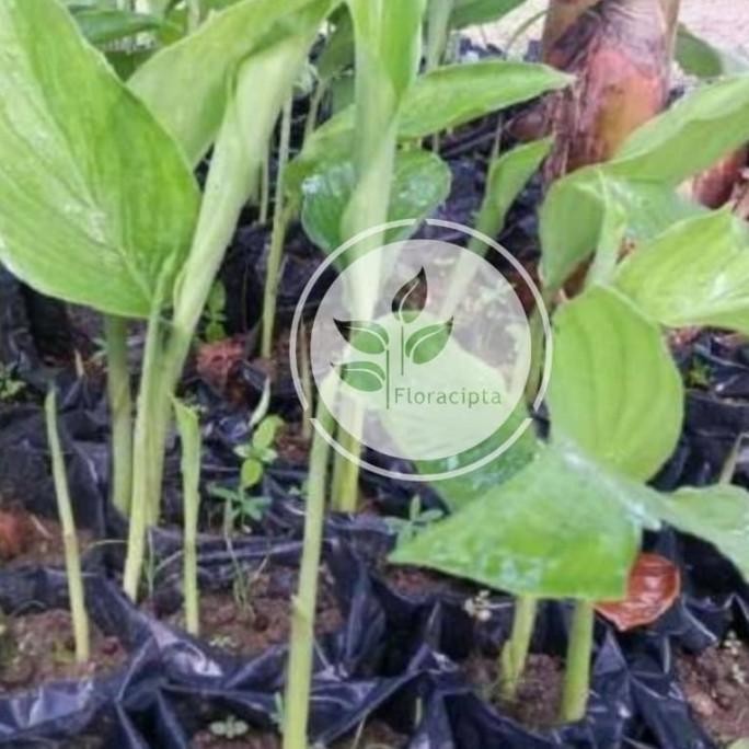 

Terlaris Ready! Bibit Tanaman Kunyit Kuning