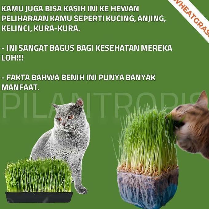 

Terlaris Paket Lengkap Starter Kit Benih Wheatgrass Bibit Rumput Gandum Kucing
