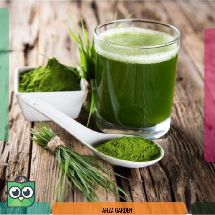 

Terlaris (Isi 22) Benih Wheat Grass Rumput Gandum - Biji Bibit Elegan