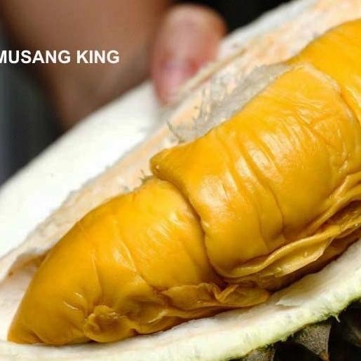 

Terlaris Id | Bibit Durian Musang King/Raja Kunyit (D197) 1.1 M - 1.3 M