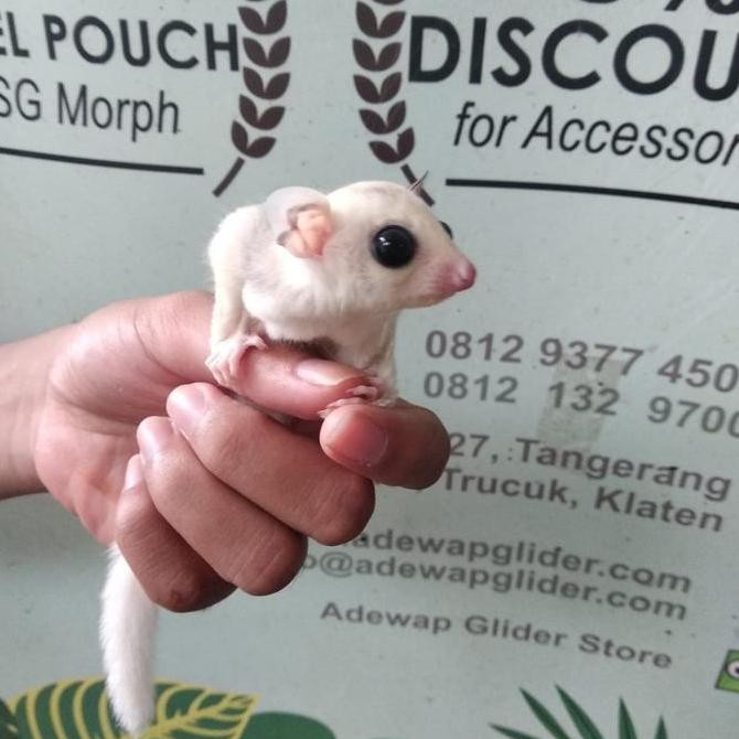TERMURAH - Sugar Glider Platinum Mosaic Joey / SG PLATMOS Baby Jinak