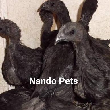 Anakan ayam cemani lidah hitam