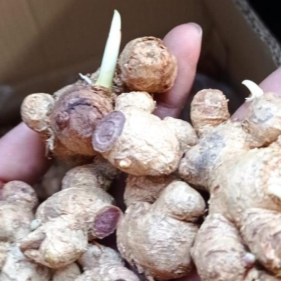 

Terlaris Promo Rimpang Kunyit Hitam 10 Gram Untuk Bibit Dan Konsumsi