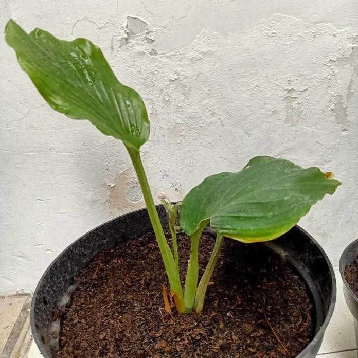 

Terlaris Bibit Tanaman Temu Ireng Kunyit Hitam Ireng Segar