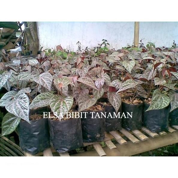 

Terlaris Bibit Sirih Merah (Herbal) Siap Tanam (Beli 5 Gratis 1)