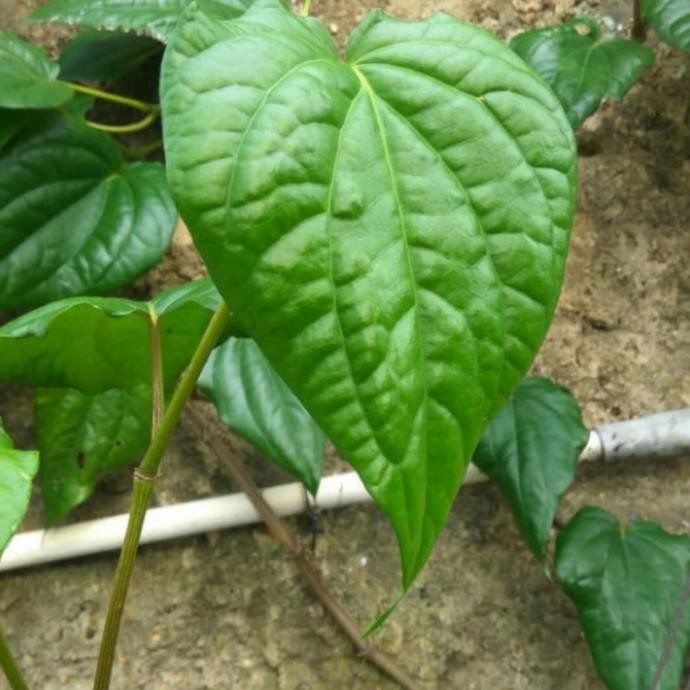 

Terlaris Bibit Stek Sirih Hijau Tanaman Herbal